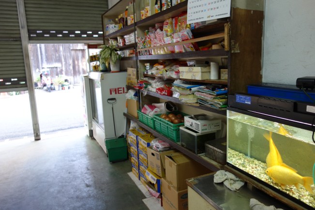 Sasami end goldfish looking out