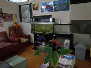 Oyu fishtank copy