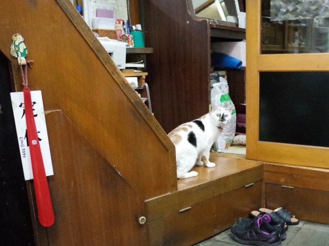 arisaka-cats-on-step